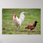 Rooster en hen poster (Voorkant)