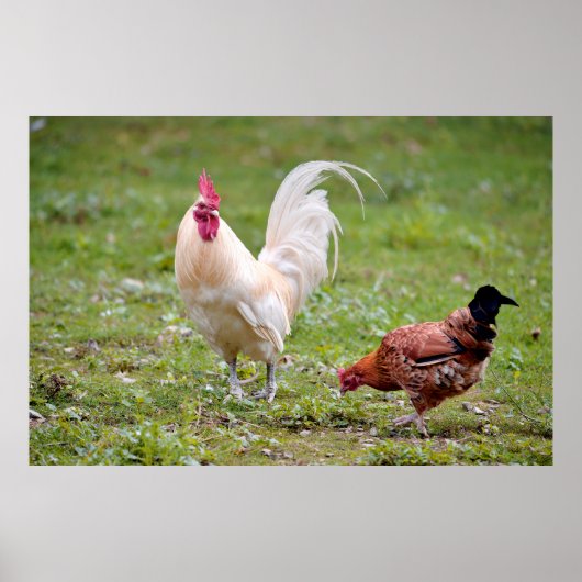 Rooster en hen poster (Voorkant)