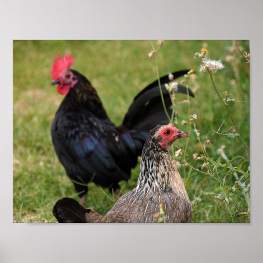 Rooster en Hen Poster (Voorkant)