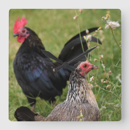 Rooster en Hen Vierkante Klok (Voorkant)