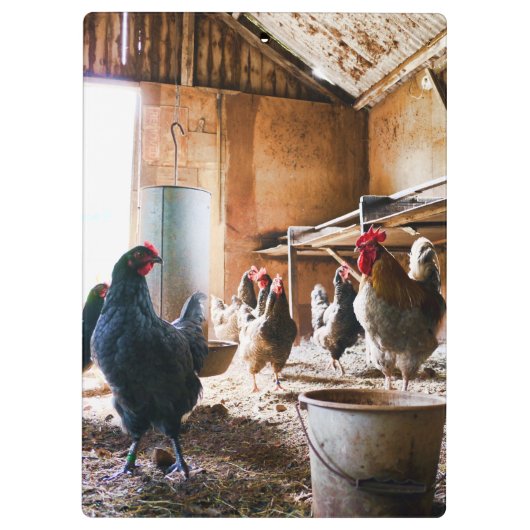 Rooster en hennen in Barn Klembord (Achterkant)