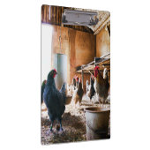 Rooster en hennen in Barn Klembord (Rechts)