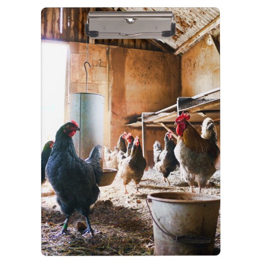 Rooster en hennen in Barn Klembord (Voorkant)