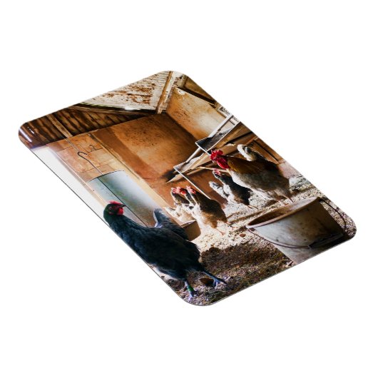 Rooster en hennen in Barn Magneet (Rechterzijde)