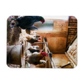 Rooster en hennen in Barn Magneet (Horizontaal)