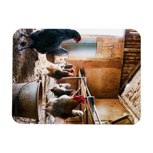 Rooster en hennen in Barn Magneet (Horizontaal)