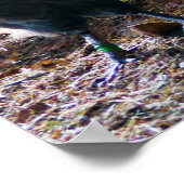 Rooster en hennen in Barn Poster (Hoek)