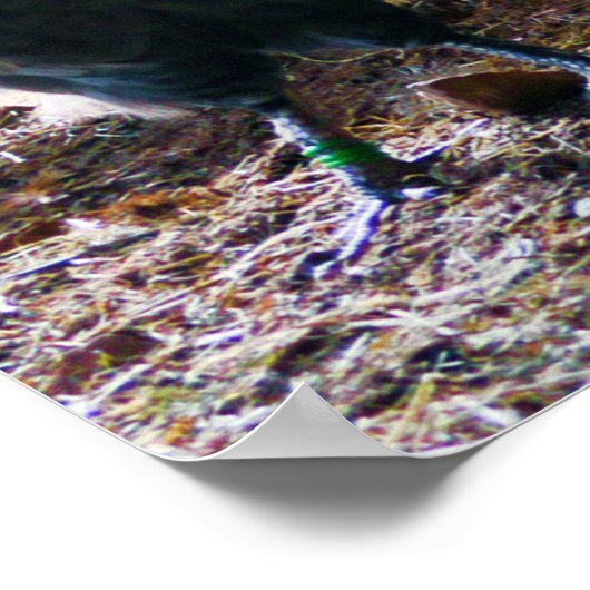 Rooster en hennen in Barn Poster (Hoek)