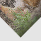 Rooster en hennen tissuepapier (Detail)