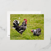 Rooster en kip op gras folie feestdagen briefkaart (Voorkant / Achterkant)