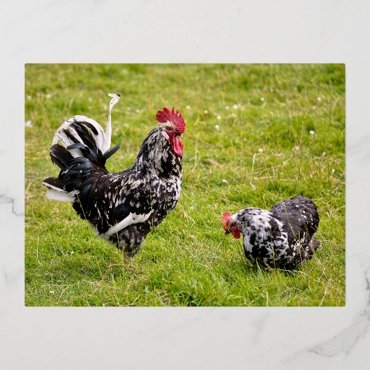 Rooster en kip op gras folie feestdagen briefkaart (Voorkant)