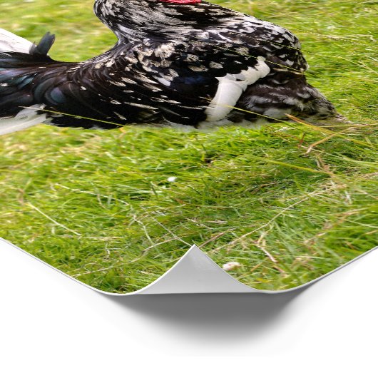 Rooster en kip op gras poster (Hoek)