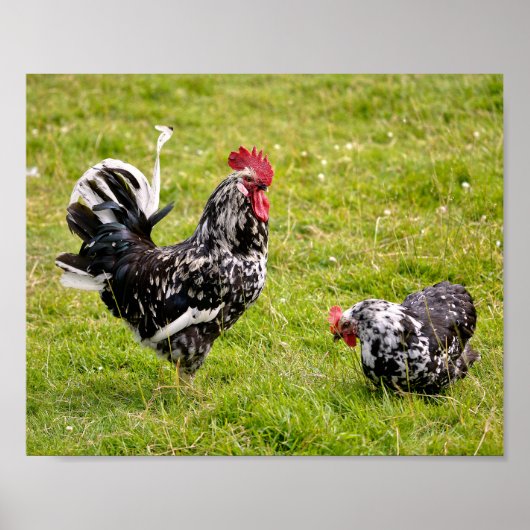 Rooster en kip op gras poster (Voorkant)