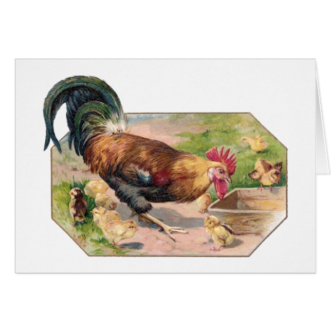 Rooster en kippen (Voorkant Horizontaal)