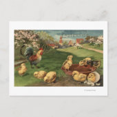 Rooster en kippen briefkaart (Voorkant)