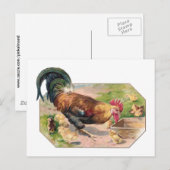Rooster en kippen briefkaart (Voorkant / Achterkant)