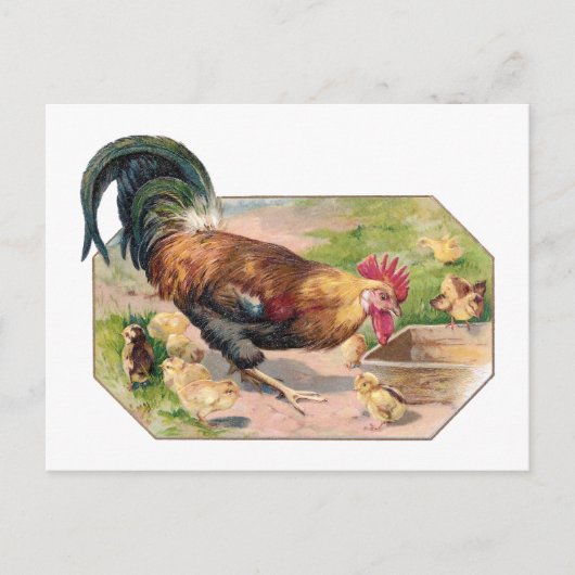 Rooster en kippen briefkaart (Voorkant)