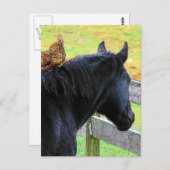 Rooster en merrie briefkaart (Voorkant / Achterkant)