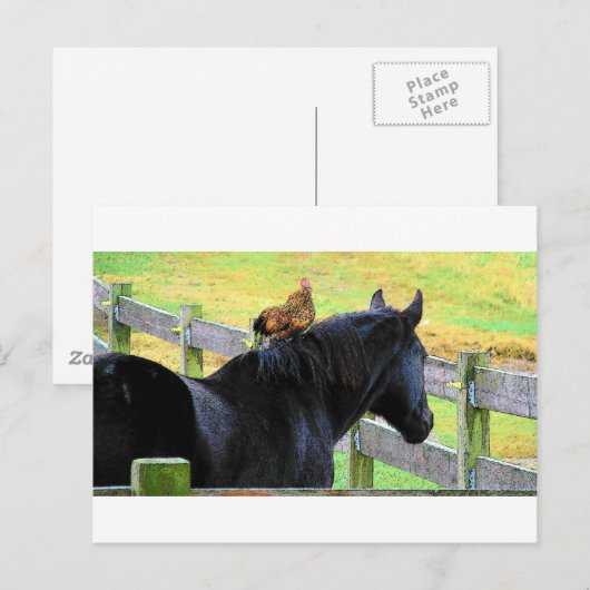 Rooster en merrie briefkaart (Voorkant / Achterkant)