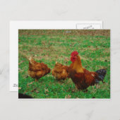 Rooster en zijn kippen briefkaart (Voorkant / Achterkant)
