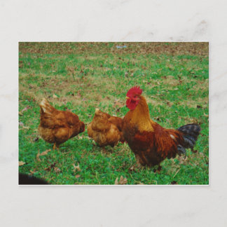 Rooster en zijn kippen briefkaart