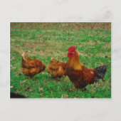 Rooster en zijn kippen briefkaart (Voorkant)