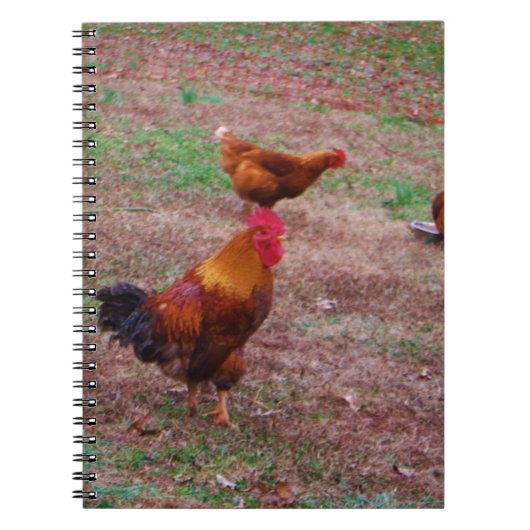 Rooster en zijn kippen notitieboek (Voorkant)