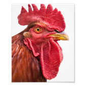 Rooster Face Foto Afdruk (Voorkant)