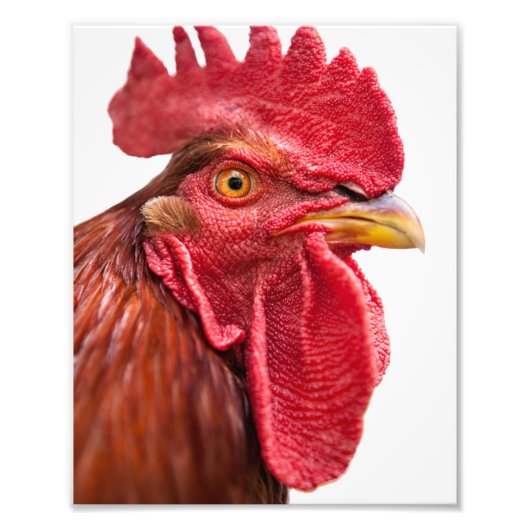Rooster Face Foto Afdruk (Voorkant)