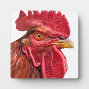 Rooster Face Fotoplaat