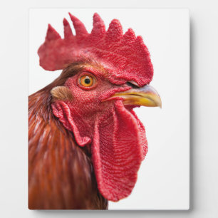 Rooster Face Fotoplaat
