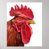 Rooster Face Poster (Voorkant)