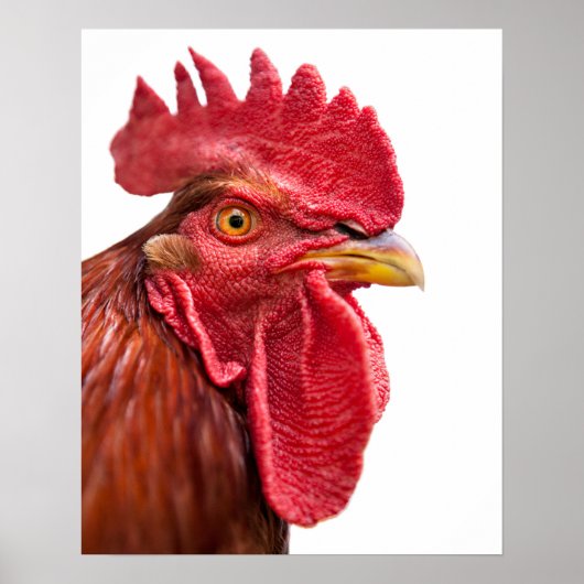Rooster Face Poster (Voorkant)