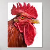 Rooster Face Poster (Voorkant)