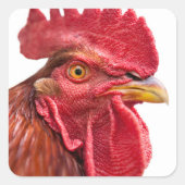 Rooster Face Vierkante Sticker (Voorkant)