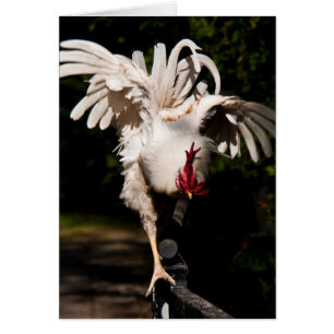 Rooster-flapende vleugels
