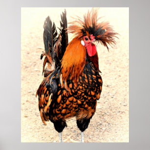 Rooster Foto 136 Poster