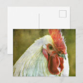 Rooster Grunge Briefkaart (Voorkant / Achterkant)