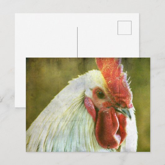 Rooster Grunge Briefkaart (Voorkant / Achterkant)