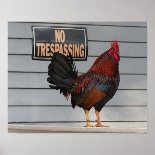 Rooster Guarding a Key West Porch Poster (Voorkant)