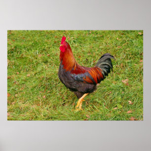 Rooster (haantjes) poster
