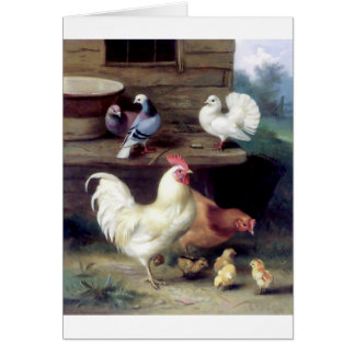 Rooster Hen Chicken Doves