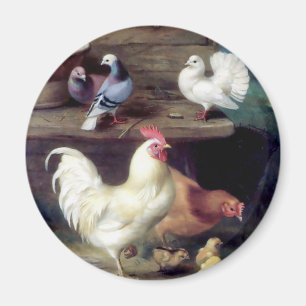 Rooster Hen Chicken Doves Magneet