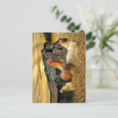 Rooster Hens Rustic Barn Coop Briefkaart (Staand voorkant)