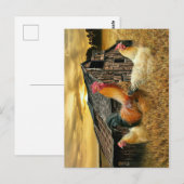 Rooster Hens Rustic Barn Coop Briefkaart (Voorkant / Achterkant)