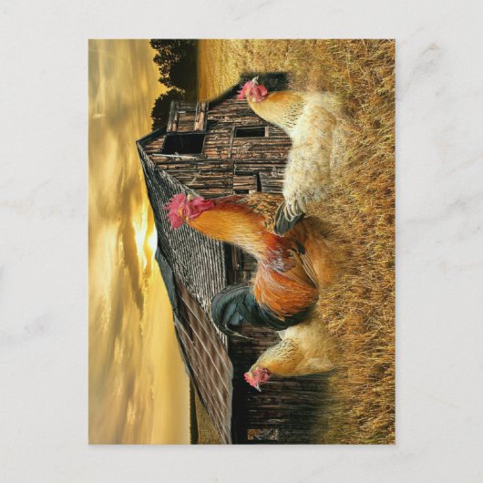Rooster Hens Rustic Barn Coop Briefkaart (Voorkant)