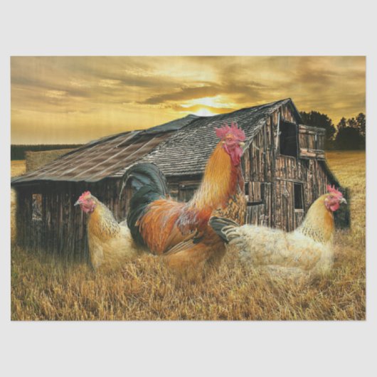 Rooster Hens Rustic Barn Coop Tissuepapier (Voorkant)