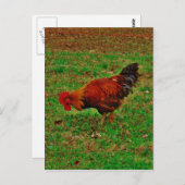 Rooster in de gras briefkaart (Voorkant / Achterkant)