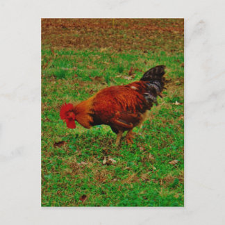 Rooster in de gras briefkaart