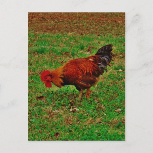 Rooster in de gras briefkaart (Voorkant)